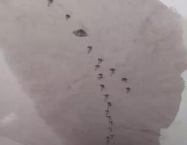 楼顶漏水维修